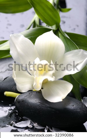 Wet stones and white flower with green leaf