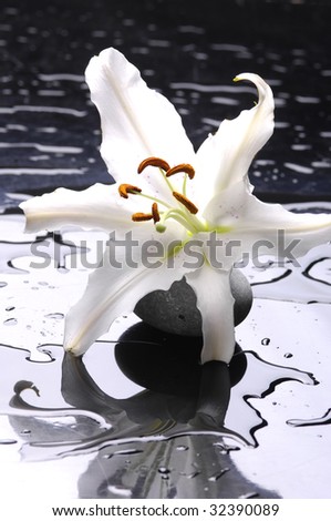 Macro madonna lily and spa stone
