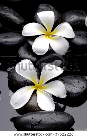 stones and white flower with petal on water drops