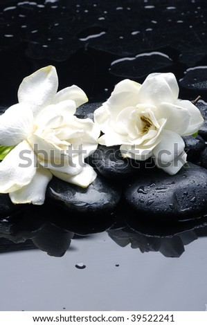 New Growth Gardenia  with black stones on water drop