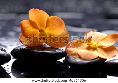 still life with orange flower with water drops