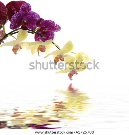 Reflection of branch of red and yellow violet orchids