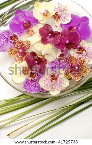 Bowl of colorful orchid with plant