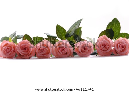 Row of bright pink roses