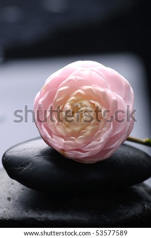 Glorious pink camellia on zen stoner