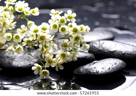 Spa stones and spring leaves with water drops