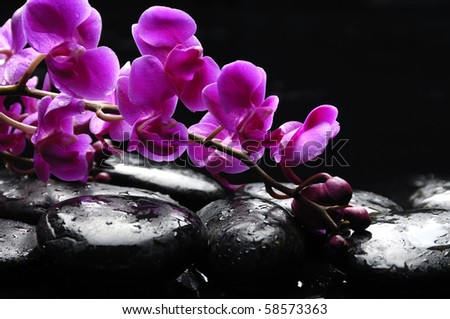 Zen And Pink Orchid With Reflection Zen And Pink Orchid With Reflection Stock Photo