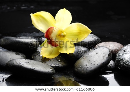 therapy stones and orchid flower with water drops