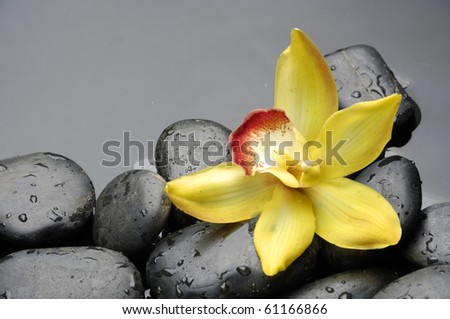 therapy stones and orchid flower with water drops-still life