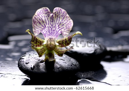 spa zen scene -therapy stones and orchid flower with water drops