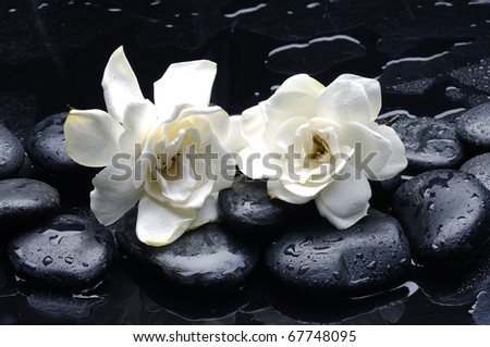 Spa still life with gardenia flower on pebble