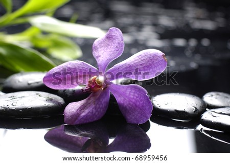 macro of orchid and green bamboo leaf with stone reflection