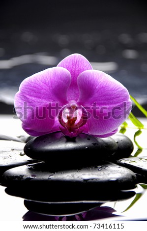 Bright orchid and green bamboo leaf with stone reflection
