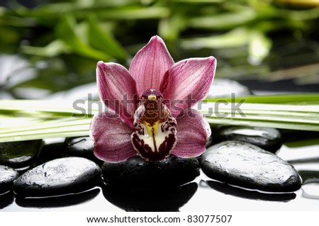 gorgeous orchid and green bamboo leaf with stone reflection