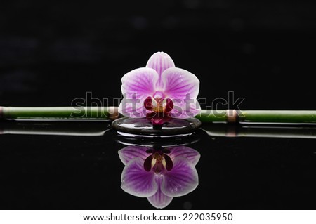 Reflection of orchid and black stones on green thin bamboo grove