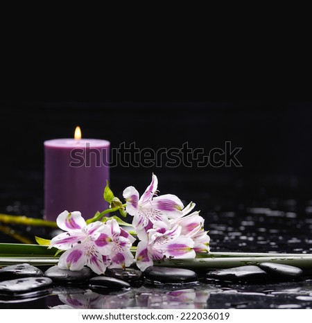Spa concept with branch orchid with candle ,green plant n black stones background