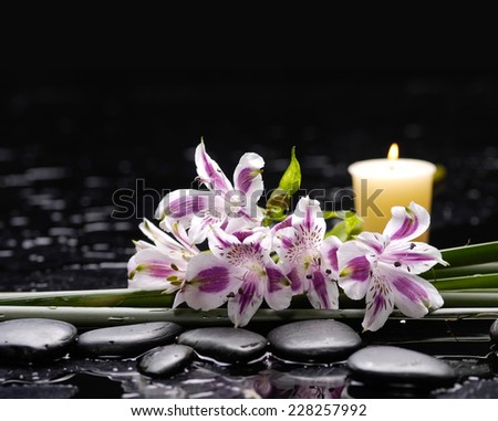 spa concept Ã¢Â?Â?orchid with zen black stones ,candle ,plant