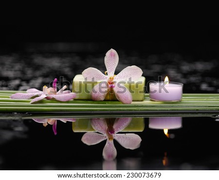 Still life with orchid and candle,soap with row of plant stem