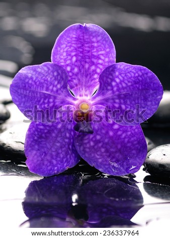 Still life macro of purple with stones