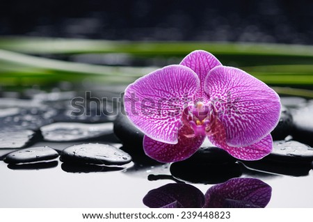 Single orchid with long leaf and stones on wet background