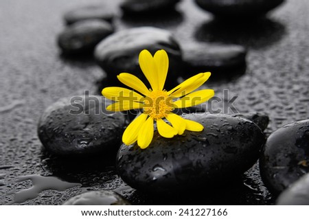 beautiful yellow gerbera with wet stones on wet background