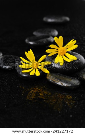 beautiful two Gerbera with wet stones on wet