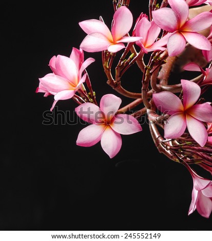 Glorious branch frangipani or plumeria flowers on black background