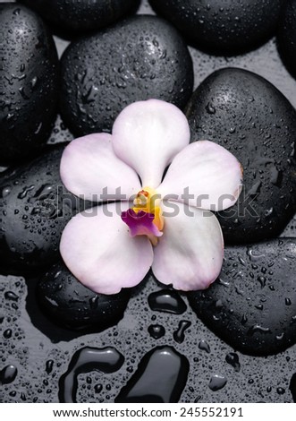 beautiful orchid with wet stones on wet background