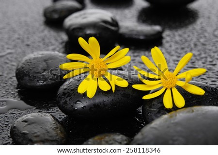 two yellow flower with wet stones on wet