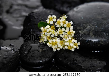 Tropical flower with wet stones on wet background