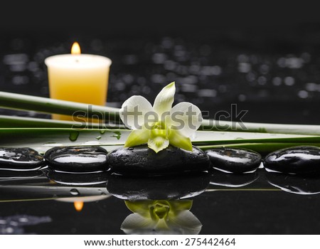 White orchid with plant with candle on black stones