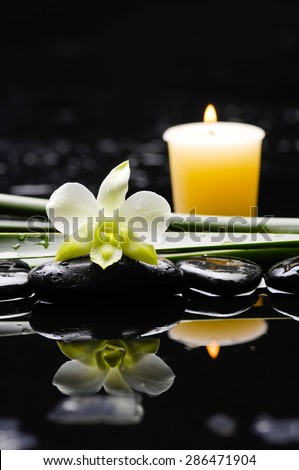 Beautiful orchid with candle, plant, and therapy stones
