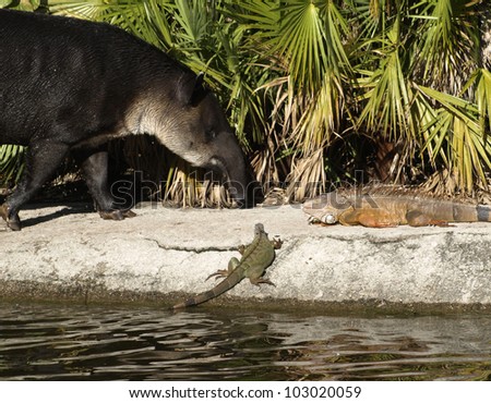 Three different animals meeting face to face by the watering hole