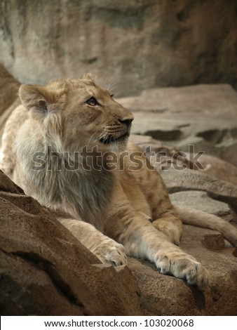 Male lion cub lounging on a rock looking out into the distance