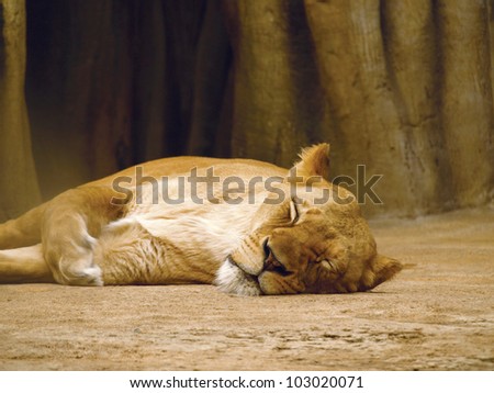 Lioness taking a short nap while her cubs play around the den.