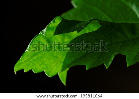 close up of a Hibiscus Leave with black background