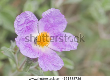 The Cistaceae are a small family of plants (rock-rose or rock rose family) known for their beautiful shrubs, which are profusely covered by flowers at the time of blossom.
