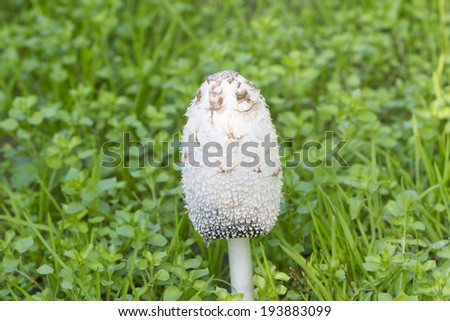 Coprinus comatus, the shaggy ink cap, lawyer\'s wig, or shaggy mane, is a common fungus often seen growing on lawns, along gravel roads and waste areas.