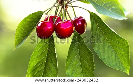 Prunus avium, commonly called wild cherry, sweet cherry, bird cherry, or gean, is a species of cherry