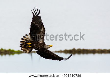 Juvenile Bald Eagle flying over oyster bed