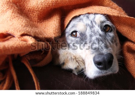 Border collie / australian shepherd dog under blanket on couch looking sad hopeful lonely bored cute at window