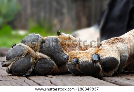 Close up of an Old dog paw outside on a deck