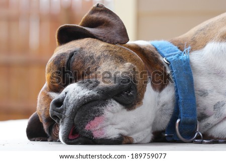Close up of a brown boxer dog face sleeping outside