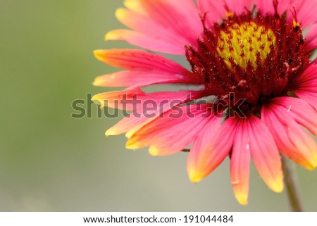 Macro closeup pink and yellow indian blanket flower in bloom background