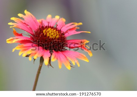 pink and yellow Indian blanket flower also known as sundance or firewheel in bloom