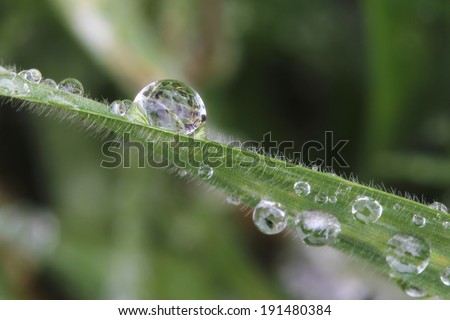 Macro close up of a water drop on a blade of grass outside in yard