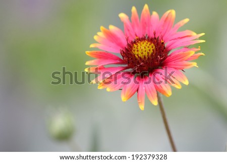 Macro close up of a pink red yellow fire wheel indian blanket blooming flower with green natural background