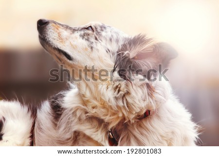 Border collie / australian shepherd dog looking hopeful happy excited alert with a sun flare vintage filter stylized atmosphere