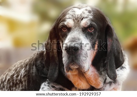 Old retired adult hunting dog or Bluetick Coonhound facing camera with wise expression outside