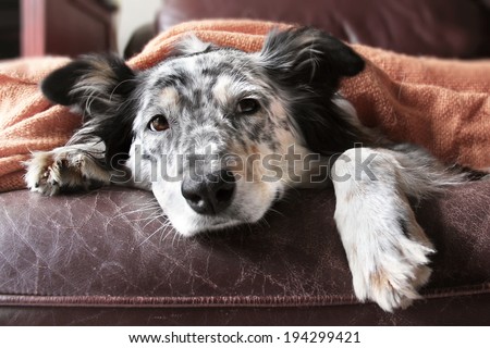 Border collie / australian shepherd dog on couch under blanket looking sad lonely bored hopeful sick